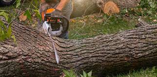 Tree and Shrub Care in Black Hammock, FL