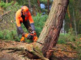 Reliable Black Hammock, FL  Tree Services Solutions